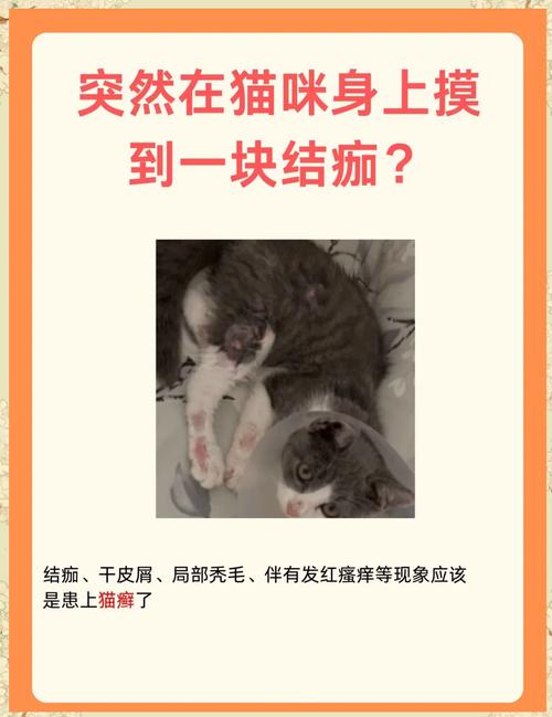 视频：猫咪后腿有结痂但是不掉毛是什么原因？