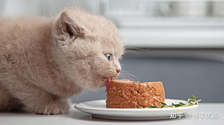 视频：猫咪吃发霉的东西为什么没事呢？