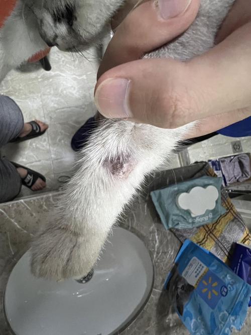 视频：猫咪后腿有结痂但是不掉毛是什么原因？
