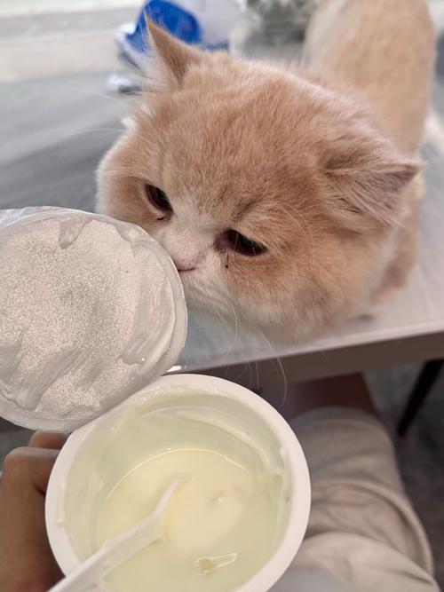 视频：猫咪喝过期酸奶会怎么样？