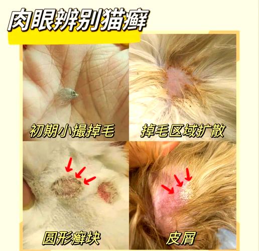 视频：猫咪嘴巴上长猫癣怎么治呢？