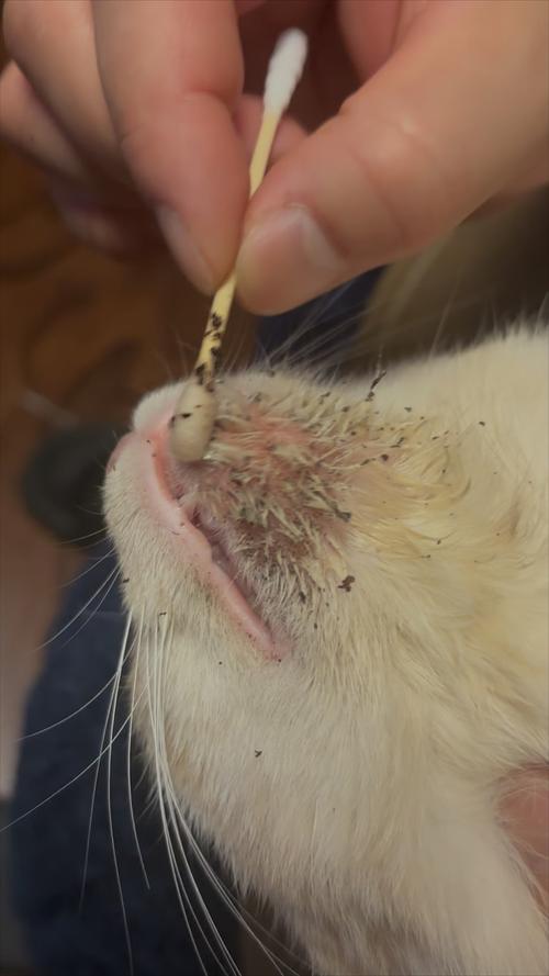 视频：猫咪嘴边和下巴黑黑的是什么？