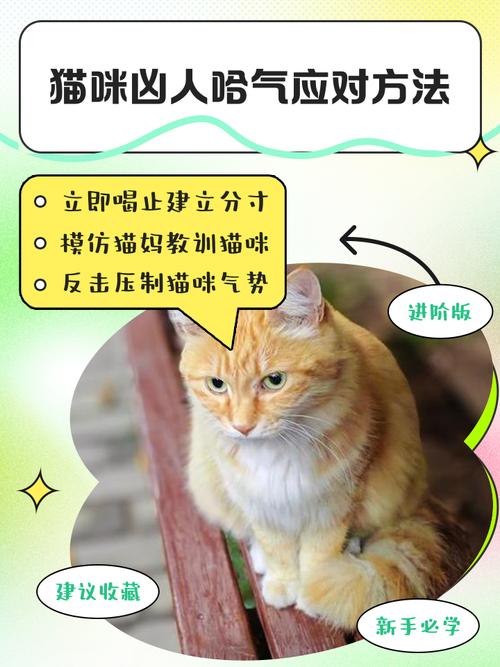 视频：猫咪哈气的时候怎么安抚？
