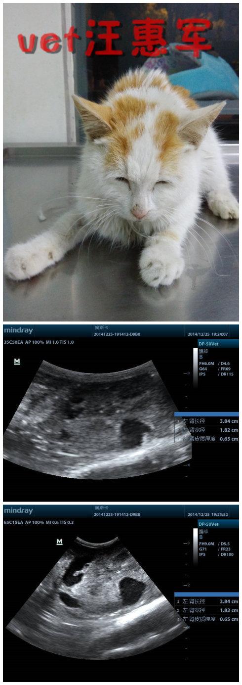 视频：猫咪多囊肾能活多久？