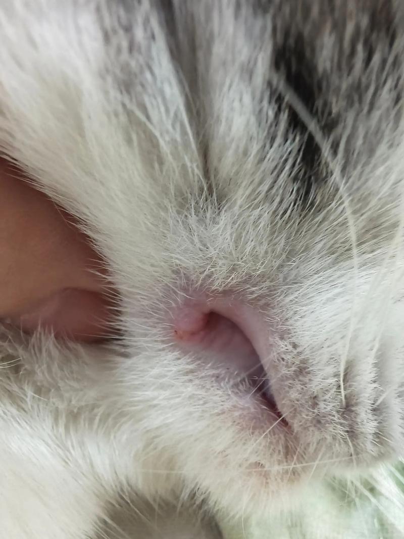 视频：猫咪唇周出现红肿的鼓包是怎么了？