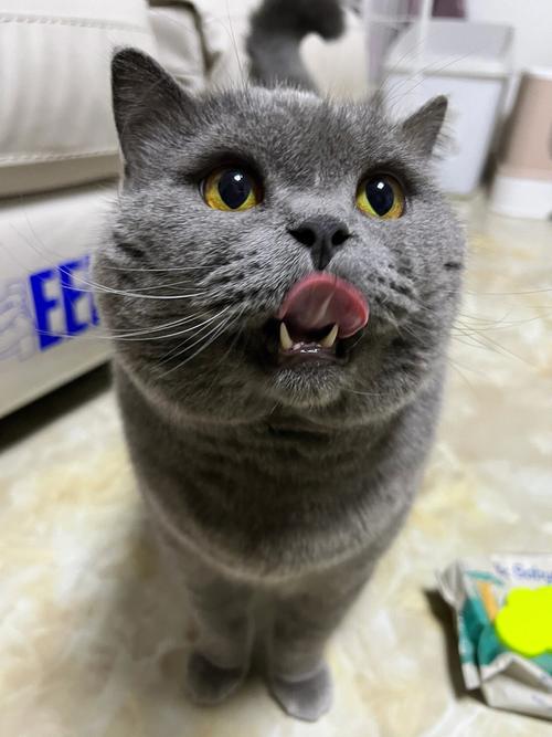 视频：猫咪多大可以吃猫条？