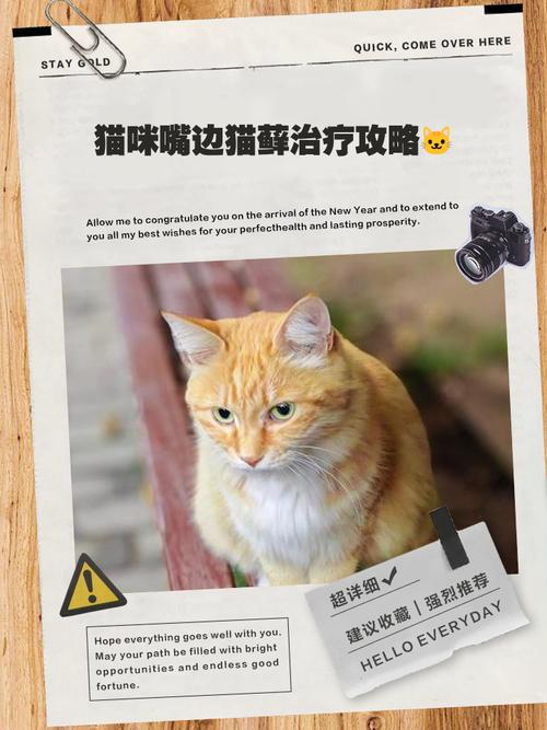 视频：猫咪嘴巴上长猫癣怎么治呢？