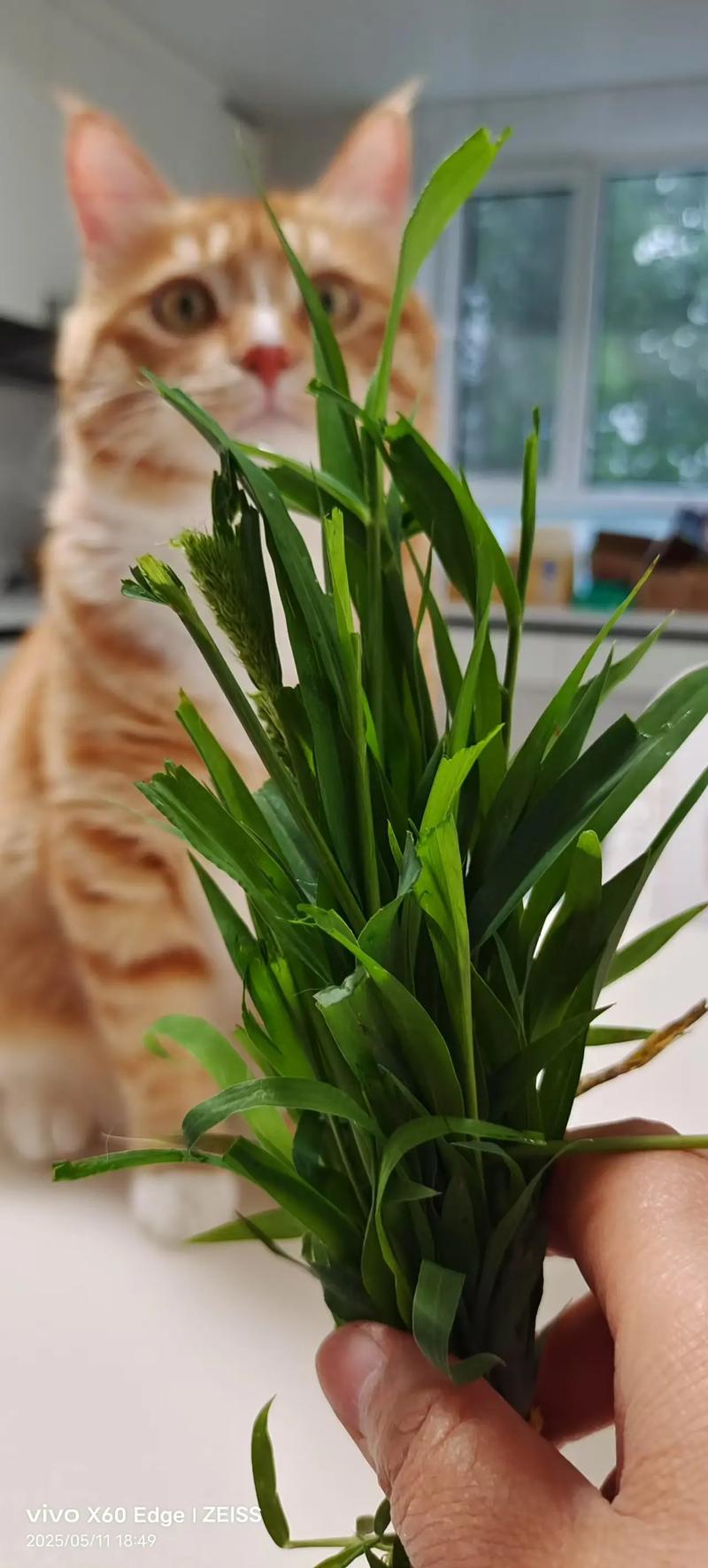 视频：猫咪定期喂食猫草有什么好处？