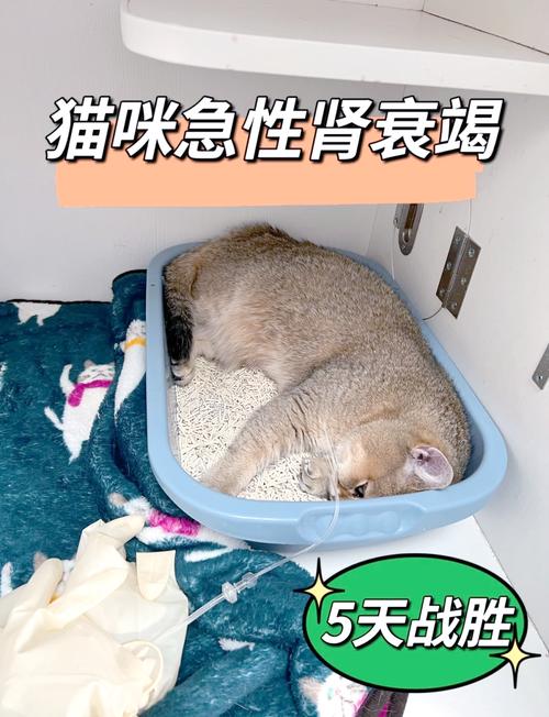 视频：猫咪多囊肾能活多久？
