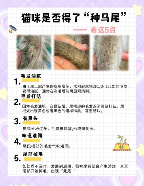 视频：猫咪尾巴油腻、掉毛、发红怎么办？