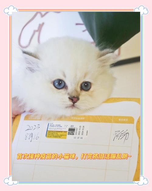 视频：猫咪多打了一针妙三多疫苗会怎么样呢？