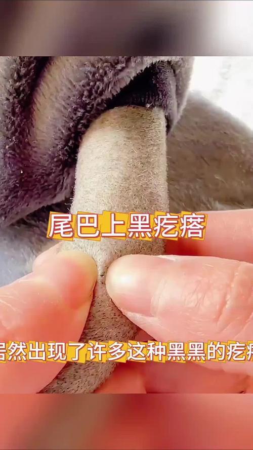 视频：猫咪尾巴黑黑的是皮肤病吗？