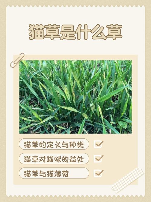 视频：猫咪定期喂食猫草有什么好处？