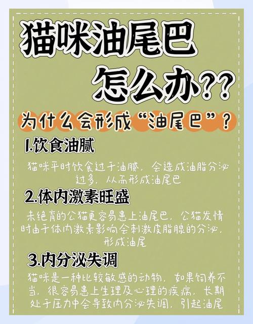 视频：猫咪尾巴油腻、掉毛、发红怎么办？