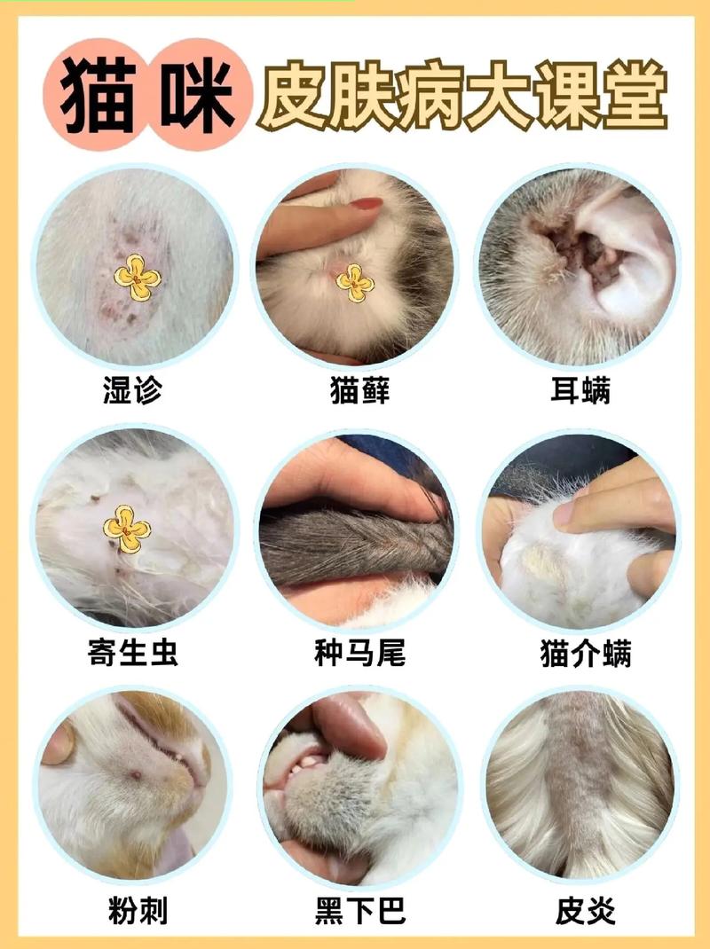 视频：猫咪常见的皮肤病有几种？