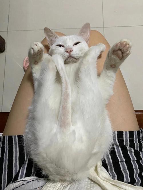 视频：猫咪尾巴黑黑的是皮肤病吗？