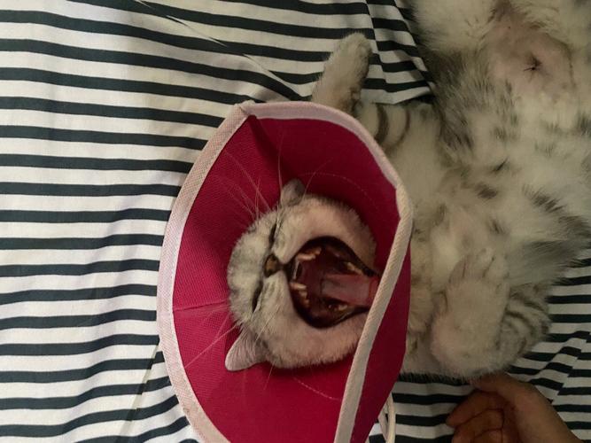 视频：猫咪尿液是红色的怎么了？