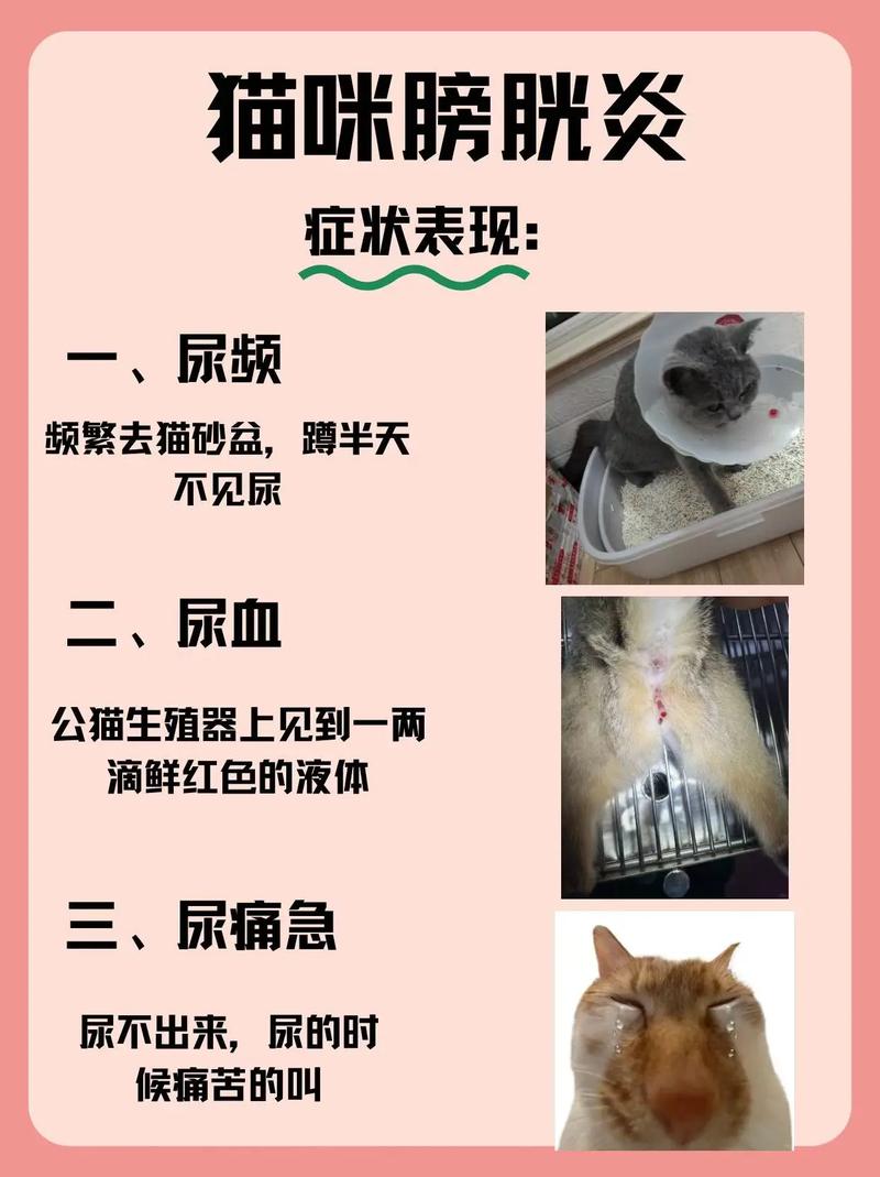 视频：猫咪尿道炎多久能恢复呢？