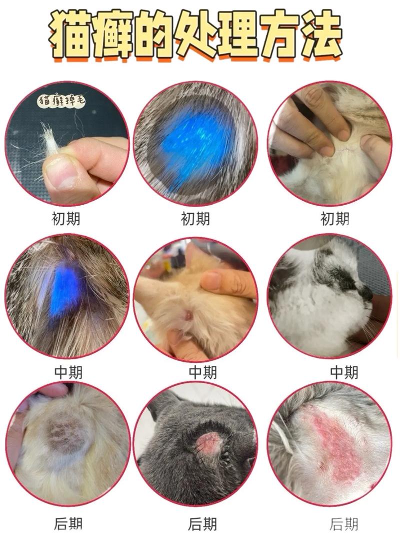 视频：猫咪得了猫癣怎么办？
