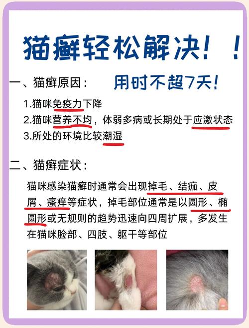 视频：猫咪得了猫癣怎么治？