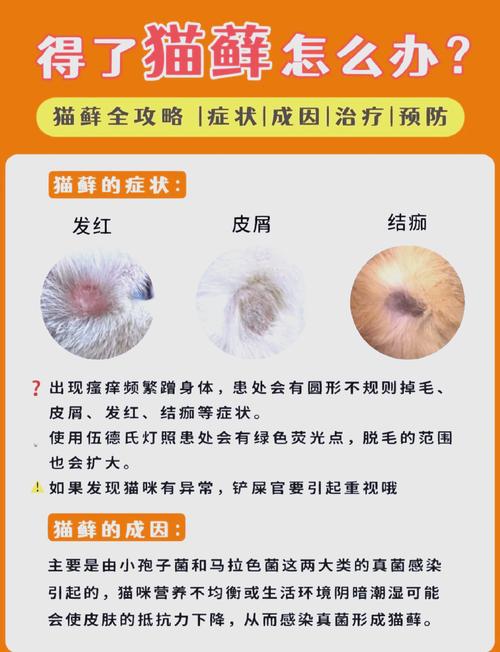 视频：猫咪得了猫癣怎么办？