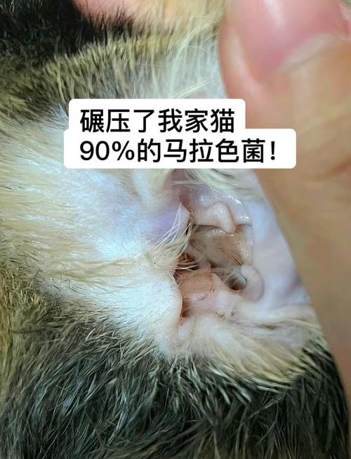 视频：猫咪得了马拉色真菌怎么治疗？