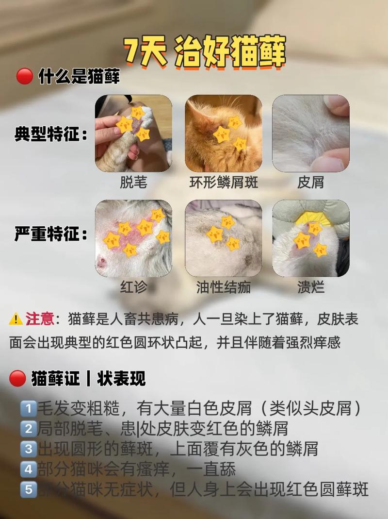 视频：猫咪得了猫癣怎么治？