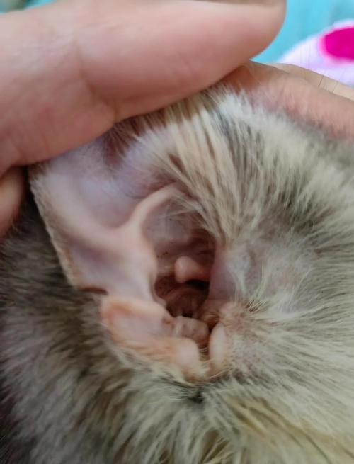 视频：猫咪得了马拉色真菌怎么治疗？