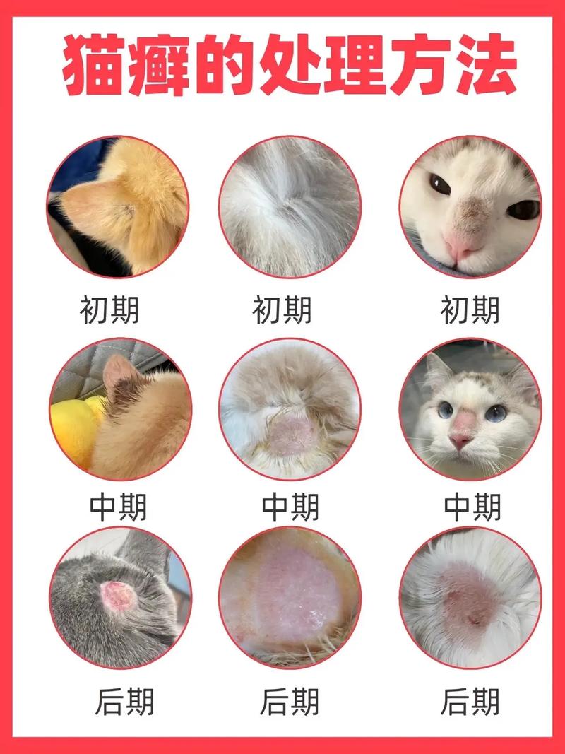 视频：猫咪得猫癣要隔离多久？