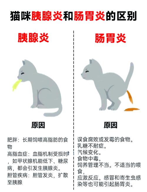 视频：猫咪得胰腺炎的原因有哪些？