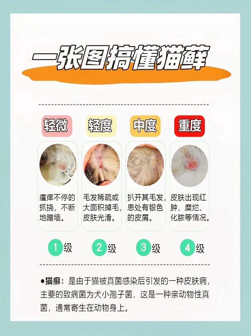 视频：猫咪得癣了用什么治疗？