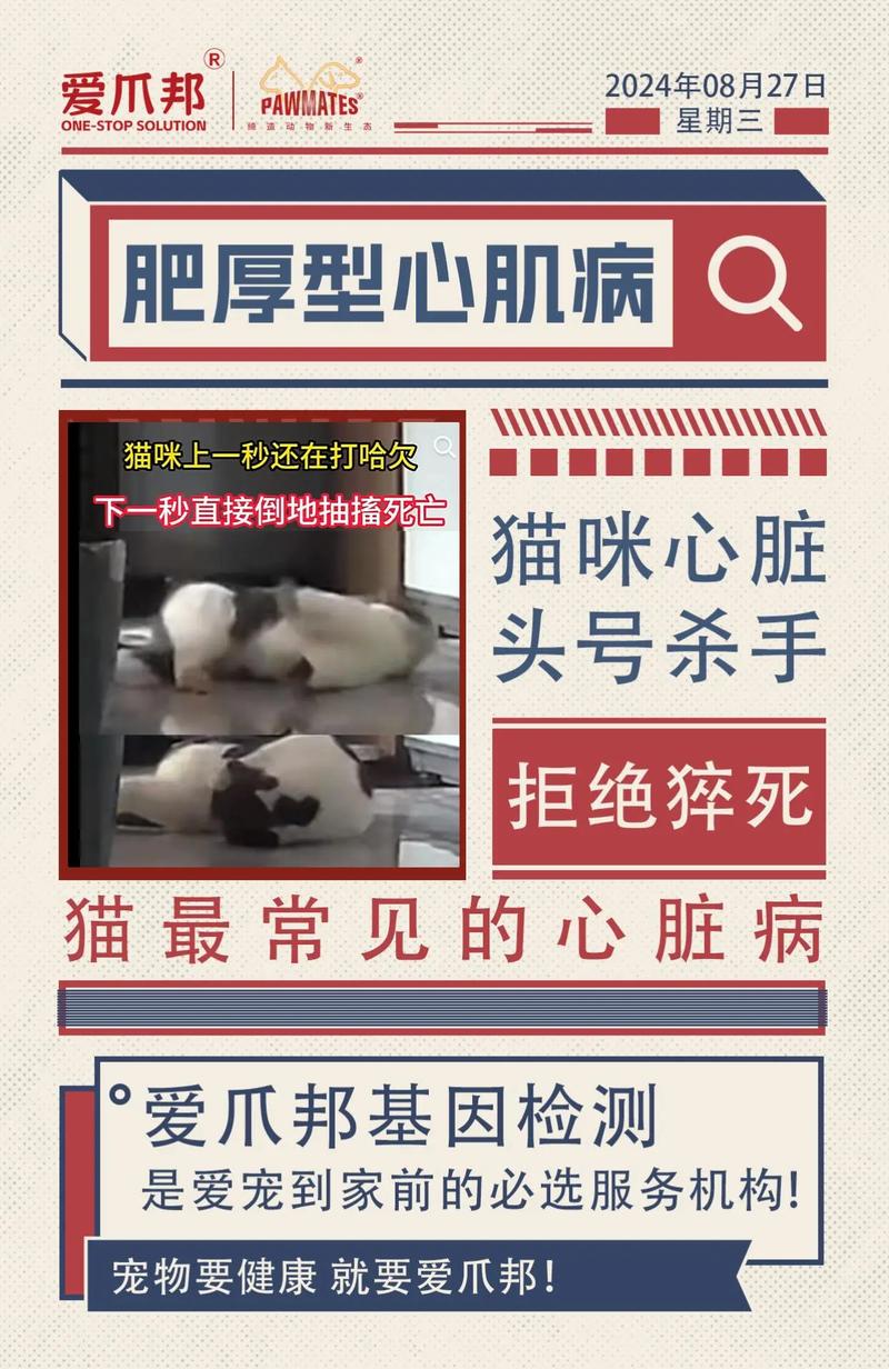 视频：猫咪心肌肥厚初期有什么表现呢？