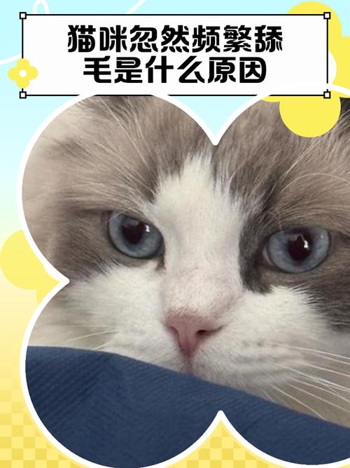视频：猫咪总舔毛是不是有皮肤病？