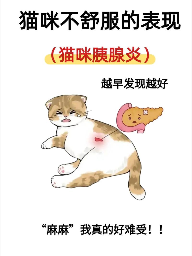 视频：猫咪得胰腺炎的原因有哪些？