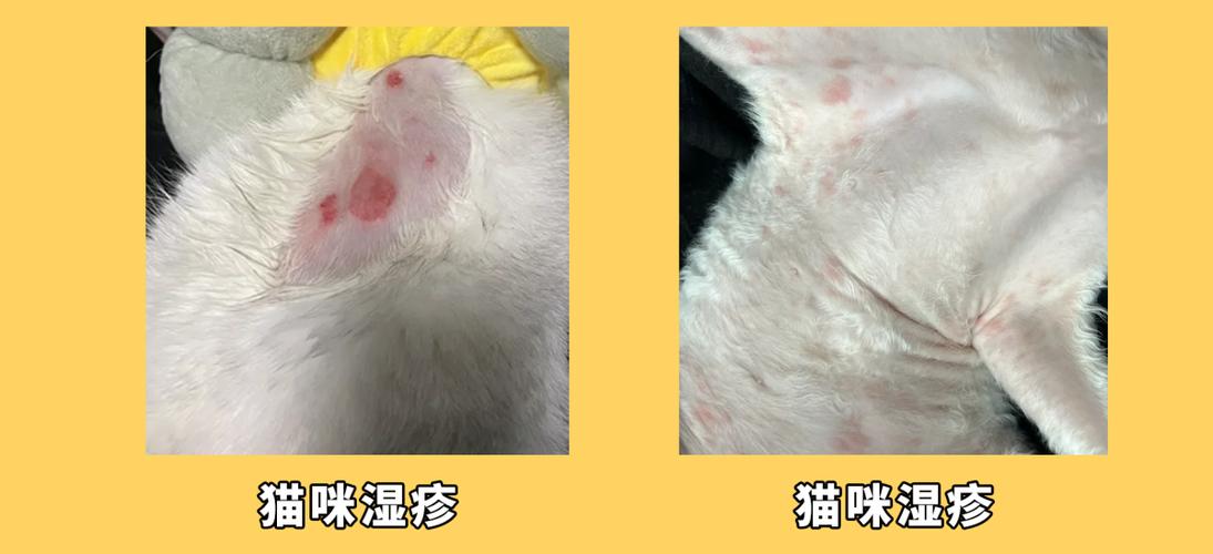 视频：猫咪患有湿疹会出现什么症状？