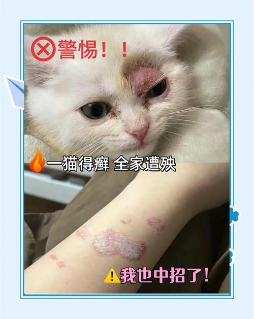 视频：猫咪患有猫癣、屁股红肿该怎么办呢？