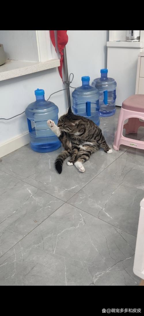 视频：猫咪总舔毛是不是有皮肤病？