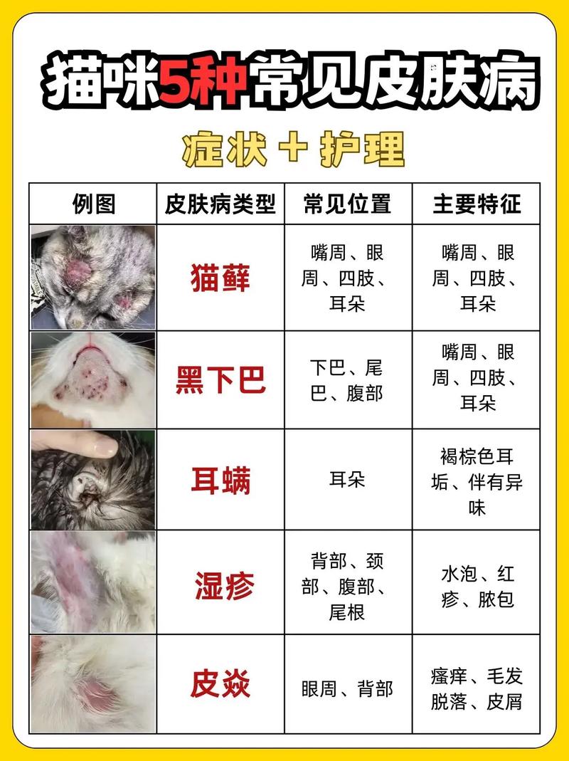 视频：猫咪患有湿疹会出现什么症状？