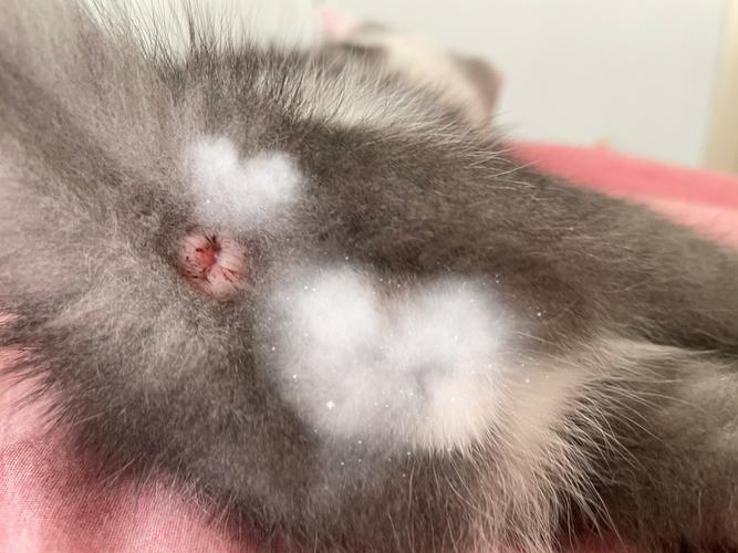 视频：猫咪患有猫癣、屁股红肿该怎么办呢？