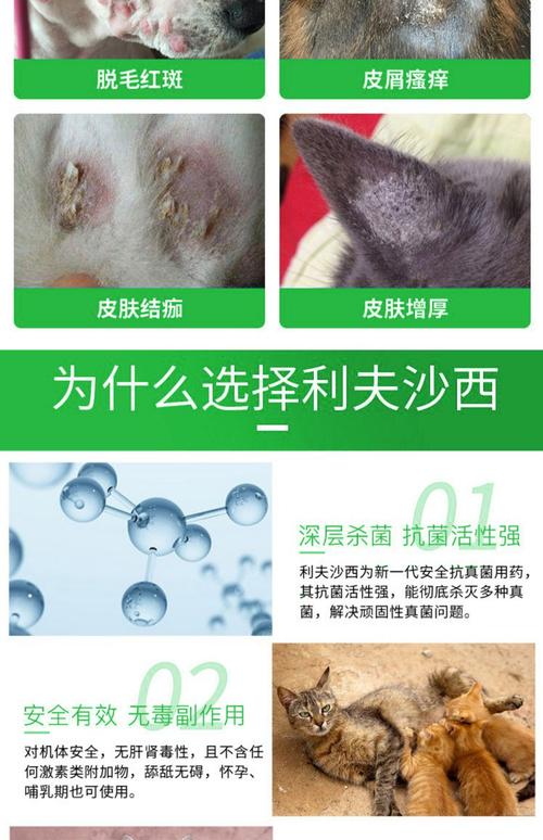 视频：猫咪患猫癣用什么药治好？