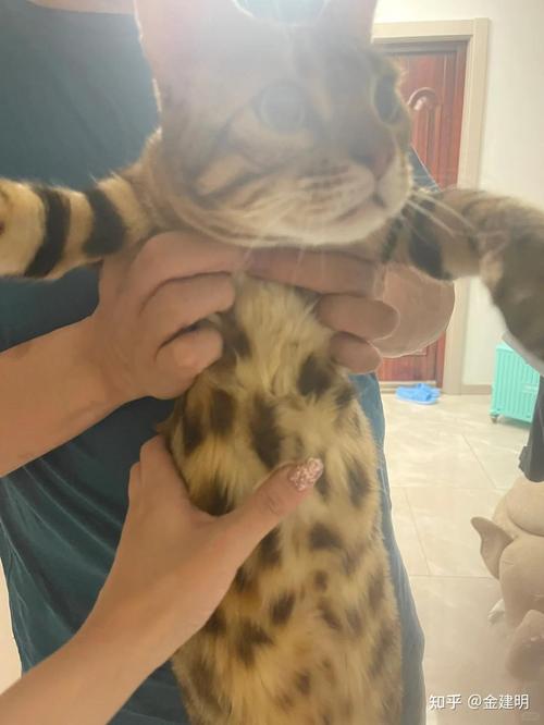 视频：猫咪患有软骨症的表现？