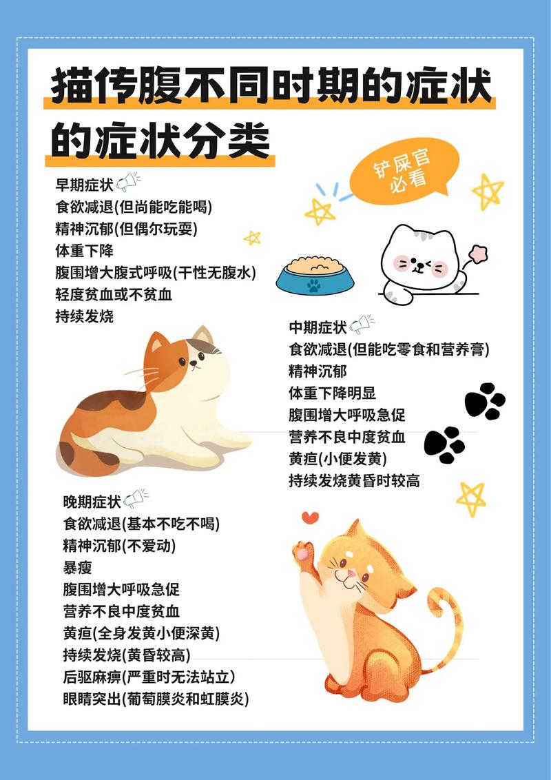 视频：猫咪感染猫瘟后会继发猫传腹吗？