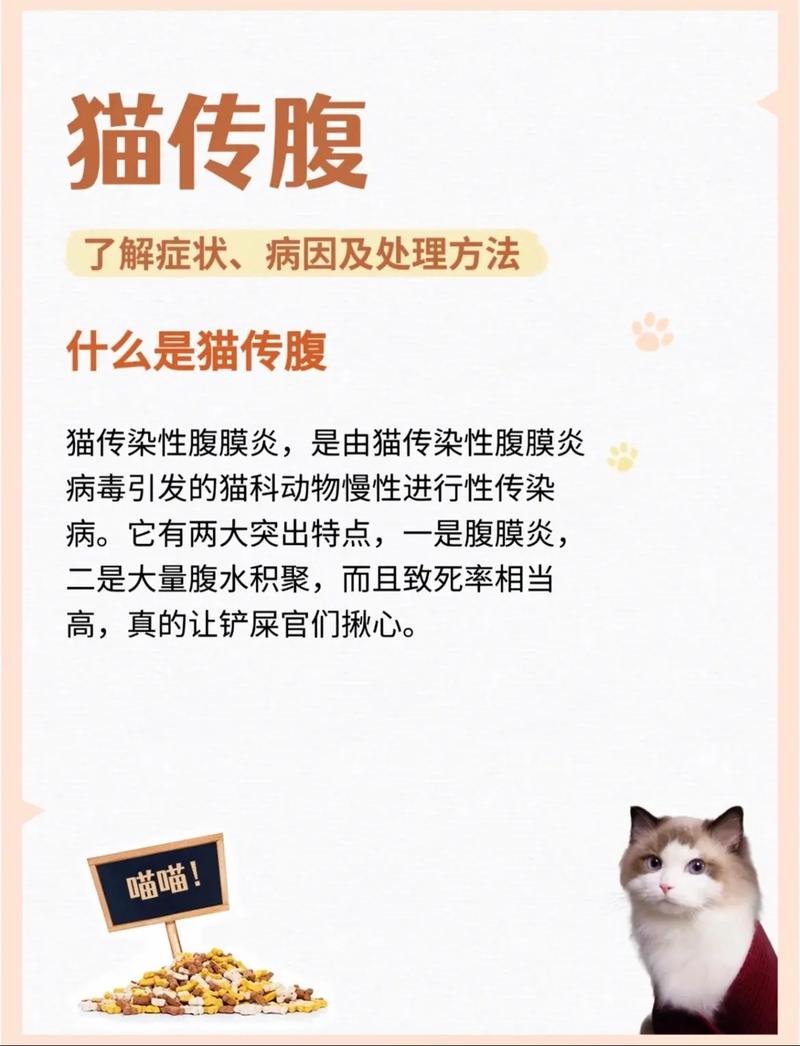 视频：猫咪感染猫瘟后会继发猫传腹吗？
