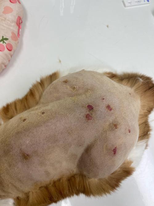 视频：猫咪感染猫癣可以打疫苗吗？