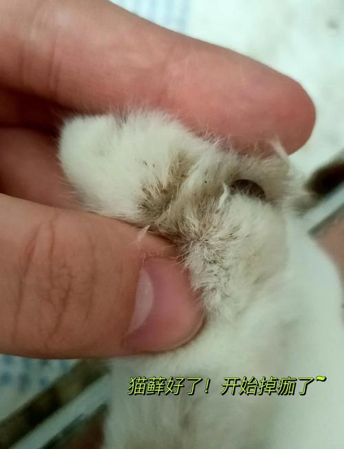 视频：猫咪感染皮肤病后疯狂舔毛怎么办？