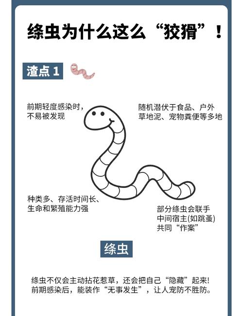 视频：猫咪感染绦虫的途径是什么呢？