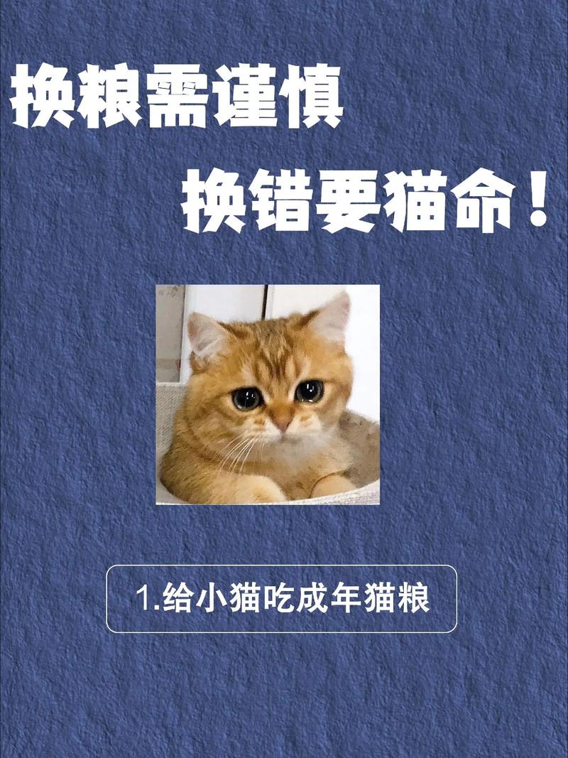 视频：猫咪换粮不过渡会死亡吗？