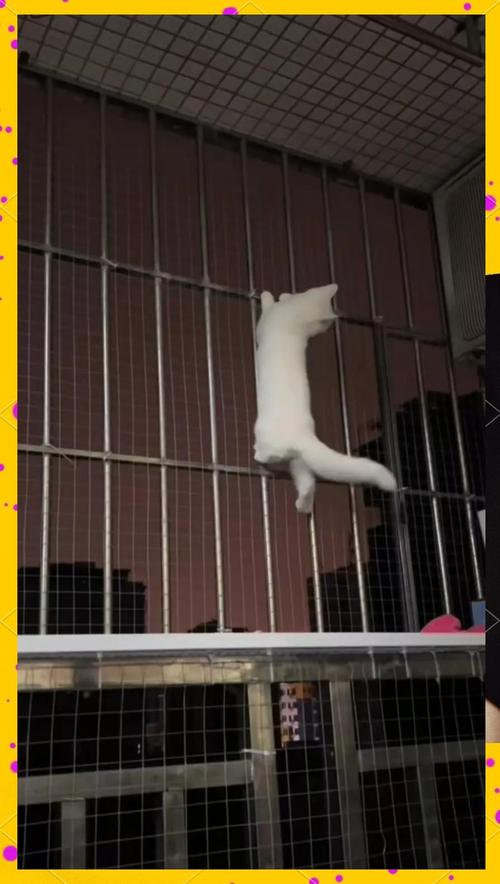 视频：猫咪掉下楼会怎么样？