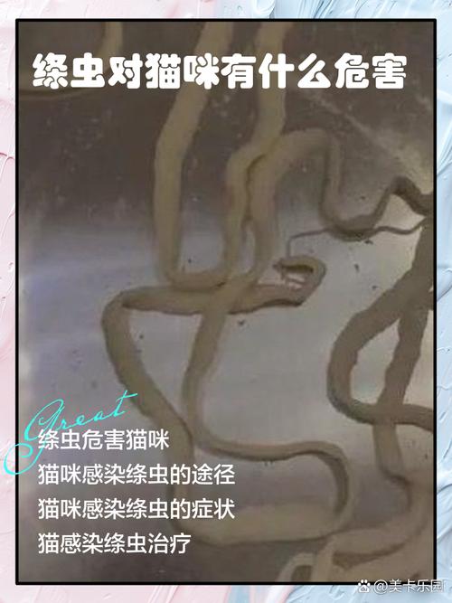 视频：猫咪感染绦虫的途径是什么呢？