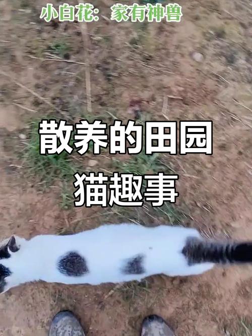 视频：猫咪散养会怎么样？